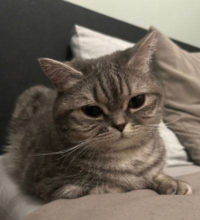 Illustrated placeholder for a close-up photo of Fluf